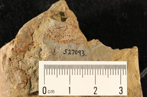 undet. Ophiuroidea