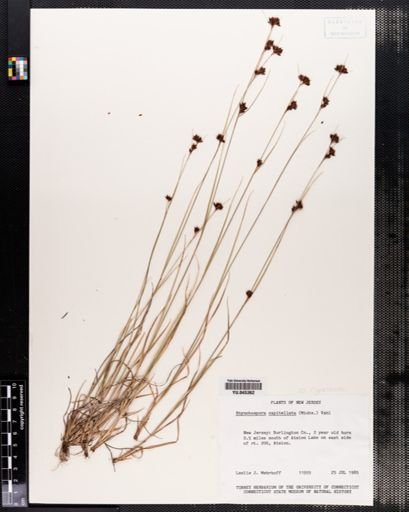Rhynchospora capitellata