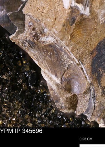 Limopsis striatopunctatus