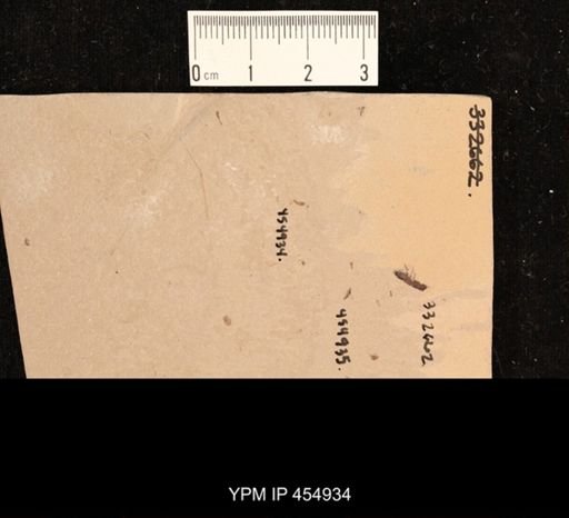 Staphylinidae?