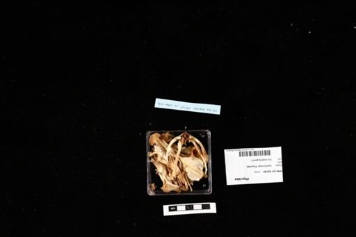 Phycidae