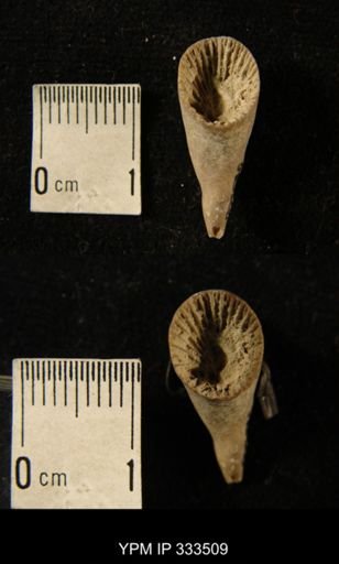 Zaphrentis cf. conulus
