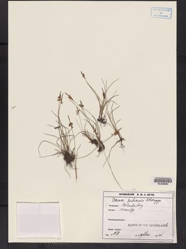 Carex