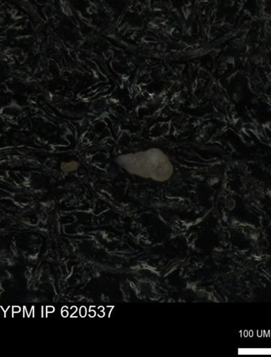 undet. Heterohelicidae