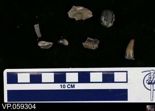 undet. Vertebrata