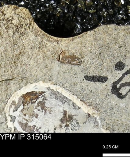 undet. Scaphitidae
