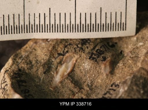 Protocardia subquadrata