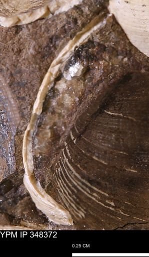 Limopsis striatopunctatus
