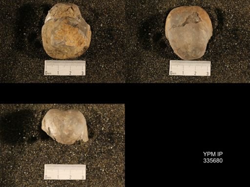 Linoproductus sp.