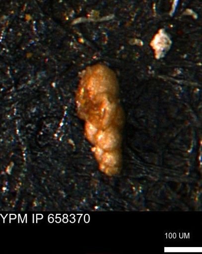 Verneuilinoides kansasensis