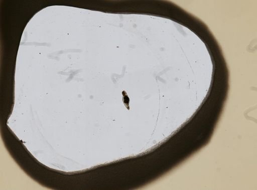 Resticula nyssa