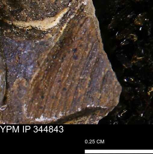 Limopsis striatopunctatus