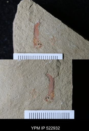 undet. Arthropoda
