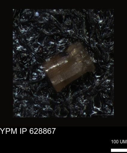 undet. Foraminiferida