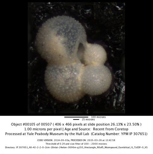 undet. Foraminiferida