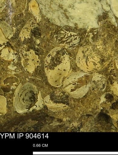 Corbulamella?