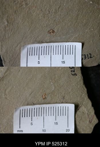 undet. Stylophora