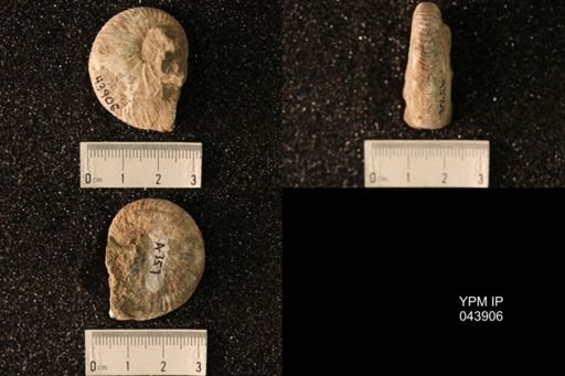 Hoploscaphites nicolletii