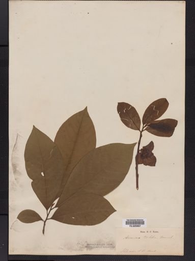 Asimina triloba