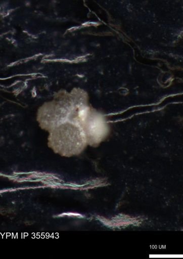 undet. Foraminiferida