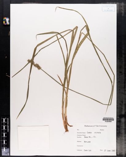 Carex stipata