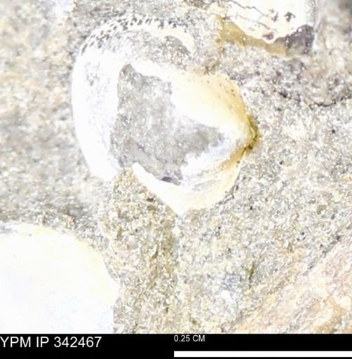 undet. Bivalvia