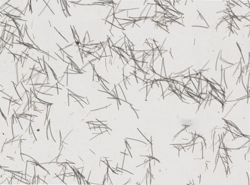 Ectyoplasia ferox