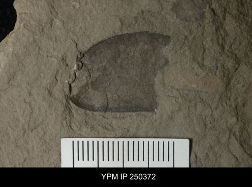 Pterygotus juvenis