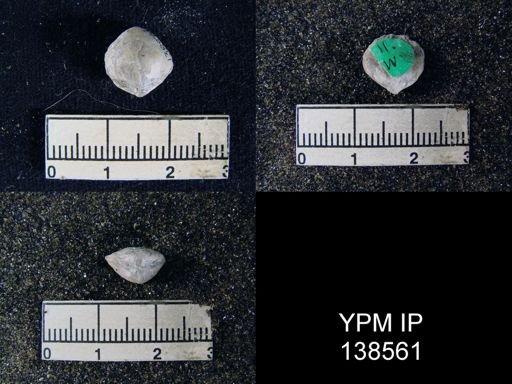 Athyris sp.