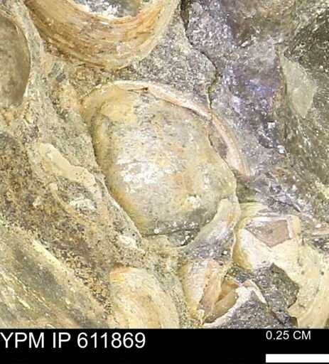 Protocardia sp.