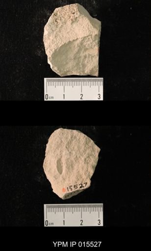 Probnis speciosa