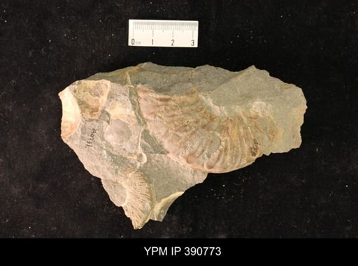 undet. Ammonoidea