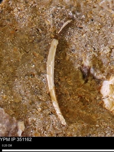 undet. Mollusca