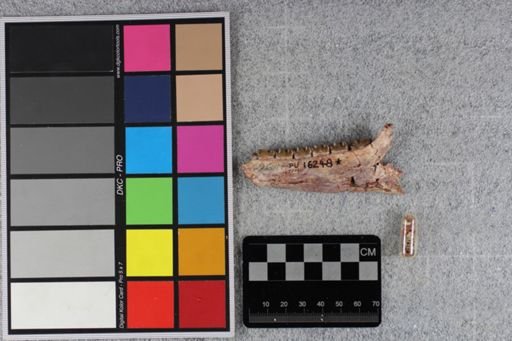 Mesohippus viejensis