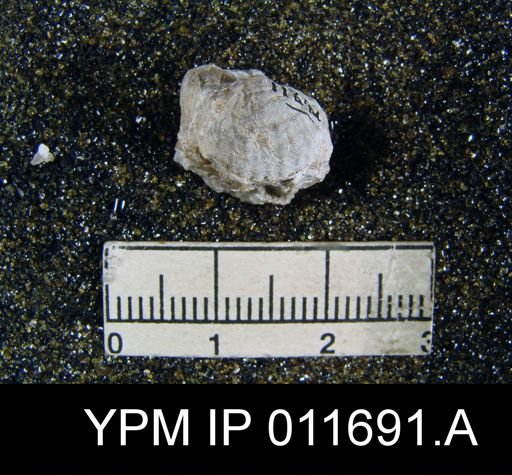 Marginifera manzanica