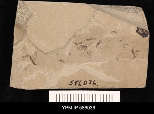 undet. Insecta