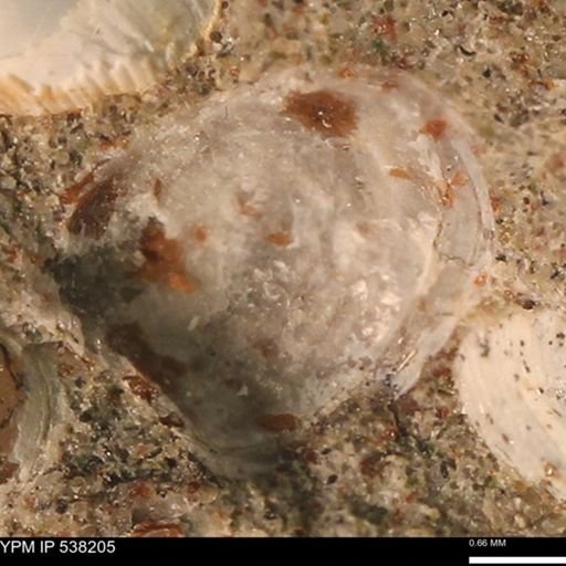 Corbulamella gregaria