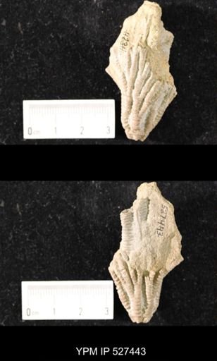 Iocrinus subcrassus