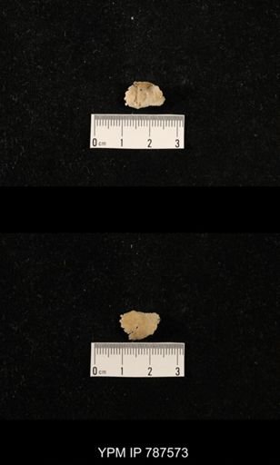 undet. Brachiopoda