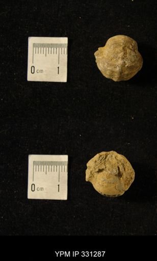 Pharkidonotus percarinatus