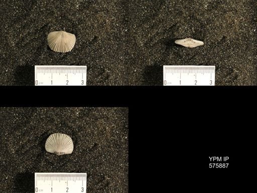 Dinorthis subquadrata