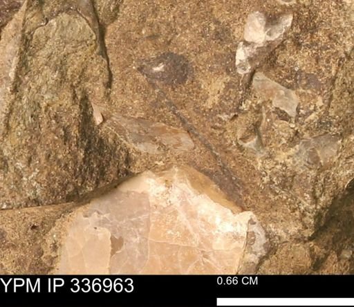 undet. Mollusca