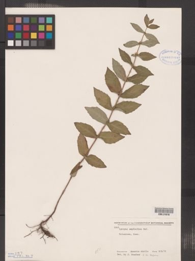 Lycopus amplectens