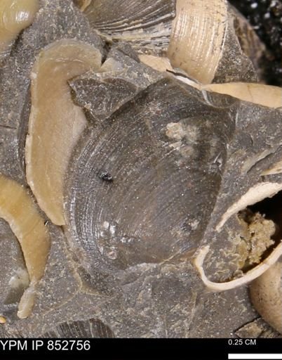 Limopsis striatopunctatus