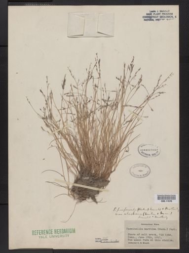 Puccinellia pumila