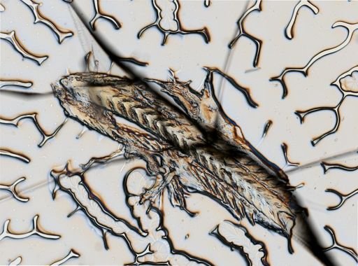 Flabellina verrucosa
