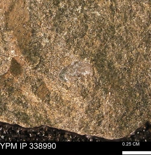 undet. Mollusca