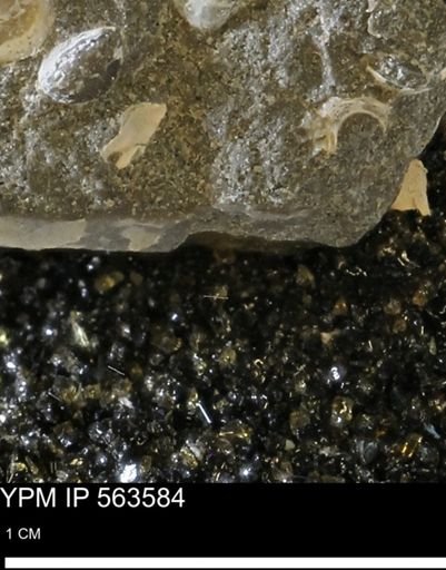 undet. Gastropoda