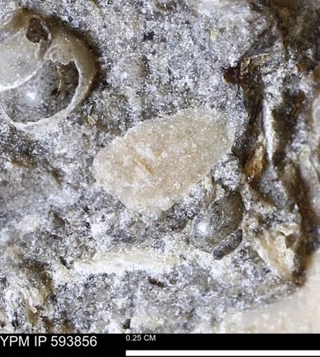 undet. Mollusca