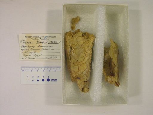 Thyrohyrax domorictus